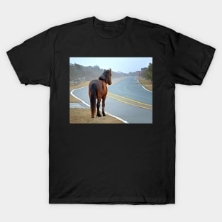 Assateague Pony Looking Down the Road T-Shirt